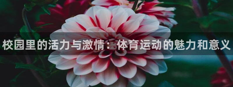 77体育官网：校园里的活力与激情：体育运动的魅力和意义