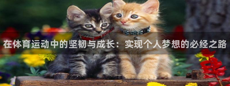 77体育官网