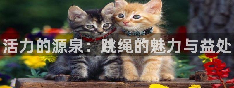 77体育app下载官网